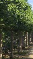 Pleached Lime Trees. Tilia Europaea Pallida Pleached trees buy online with UK delivery