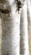 Betula Utilis Jacquemontii Silver Birch Pleached