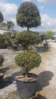 Pom Pom Olive Tree - Mature Topiary Olive Trees for Sale