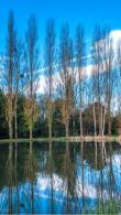 White poplar or Populus Alba a tall, deciduous fast-growing tree, naturalised here in the UK. Beautiful silver grey leaves that rustle with the wind, white bark, buy UK.