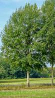 Populus Tremula or Aspen is commonly known as Quaking Aspen, native to the UK, this is a beautiful tree with leaves that shimmer in the breeze. Buy UK