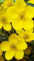 Potentilla Fruticose Goldfinger, yellow flowering, deciduous shrubs for sale online with UK delivery