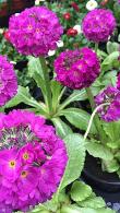 Primula Denticulata Drumstick Primula Tooth Leaved Primrose for sale online with UK and Ireland delivery.