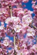 Prunus Accolade Pink Cherry trees for sale online. Ornamental Cherry Accolade delivered throughout the UK.