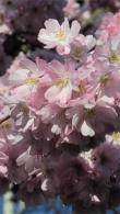 Prunus Accolade Cherry showing abundant clusters of semi-double pale pink flowers in early spring.