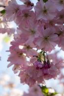 Prunus Accolade Cherry showing abundant clusters of semi-double pale pink flowers in early spring.