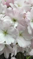 Prunus Amanogawa, Japanese Flowering Cherry trees - tall flagpole cherries, great for smaller gardens, buy online, UK delivery.