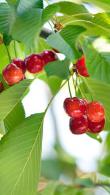 Prunus Avium Bigarreau Napoléon Sweet Cherry - sweet tangy eating cherries