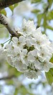 Prunus Avium Hertford Sweet Cherry produces a profusion of white blossom before the cherries arrive