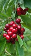 Prunus Avium Lapins Sweet Cherry, a dark red cherry producing heavy crops of large, well-flavoured fruit. It is self-fertile, and ready to pick in July.