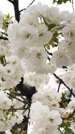 Prunus Avium Plena Double flowered Wild Cherry Trees for Sale online and delivered throughout the UK