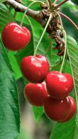 Prunus Avium Stella, Sweet Cherry Stella, a black cherry tree with regular crops of  large, rich, high quality fruits. This small cherry tree is self-fertile. 