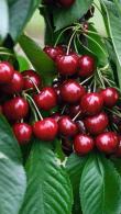Prunus Avium Sunburst Sweet Cherry, is a self-fertile cherry with large, sweet, very dark red fruit in mid-summer, white spring blossom and good autumn colour