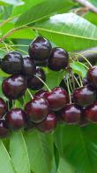 Prunus Avium Venus Sweet Cherry produces very dark red cherries 