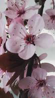 Prunus Cerasifera Nigra, also known as Cherry Plum Tree or Myrobalan is for sale at Paramount, specialist tree nursery, UK