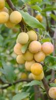 Prunus Domestica Mirabelle de Nancy or Mirabelle Plum, a late season plum variety producing heavy crops of classic, yellow, small sweet plums from September