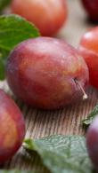 Prunus Domestica Valor Plum Tree, a good late season dual purpose plum with good flavour and reliable crop. 
