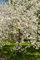 Prunus Eminens Umbraculifera commonly known as Globe Cherry - small dark green leaves & profuse white blossom in spring