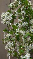 Prunus Eminens Umbraculifera  - small dark green leaves & profuse white blossom in spring