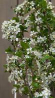 Prunus Eminens Umbraculifera - small dark green leaves & profuse white blossom in spring