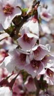 Prunus Incisa Kojo-no-mai Cherry Tree