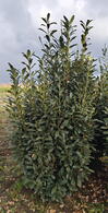 Prunus Laurocerasus Elly or Cherry Laurel Elly  