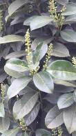 Prunus Laurocerasus Etna or Cherry Laurel Etna trees trained as standard trees - perfect for evergreen screening, Buy UK.