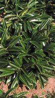 Prunus Laurocerasus Mount Vernon, this variety of Cherry Laurel is a small compact low growing plant suitable for ground cover, buy online UK delivery.