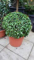 Prunus Lusitanica Angustifolia or Myrtifolia, globe shaped topiary for sale online with UK delivery.