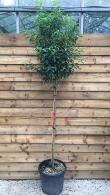 Prunus Lusitanica Topiary Full Standard Tree, for sale at Paramount Topiary Specialists, UK - for sale online