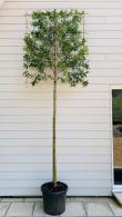 Evergreen Portuguese Laurel pleached trees - for sale online UK delivery.
