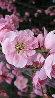 Prumus Mume, ornamental tree to buy online, UK