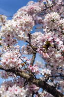 Prunus Nipponica Brillant Kurile Cherry Tree for Sale Online