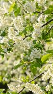 Prunus Padus - Bird Cherry is a deciduous native tree, with spectacular flowering in Spring, also known as hagberry or Mayday tree, buy online UK.