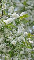 Prunus Padus Watereri Bird Cherry produces small, fragrant white flowers in drooping racemes 20 cm long