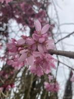 Prunus Subhirtella Pendula Rosea, also known as the Pink Weeping Cherry, is a graceful, weeping cherry tree that produces soft pink flowers in early spring, creating a stunning display.