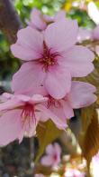 Prunus Sargentii Rancho, a spectacular ornamental flowering cherry tree. Buy online with UK delivery.