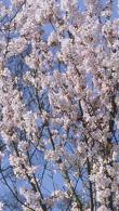 Prunus Schmittii Ornamental Flowering Cherry in bloom