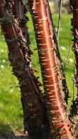 Prunus Serrula or Tibetan Cherry, ornamental flowering cherry tree with glistening polished like mahogany bark, white blossom in April & willow-like leaves