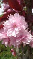 Prunus Serrulata Royal Burgundy in flower during Spring, 4 foot trees for sale online, UK delivery.