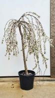 Prunus Snow Fountains Weeping Cherry