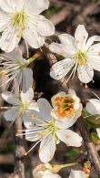 Prunus Spinosa is commonly known as the Blackthorn Tree or Sloe Tree - for Sale Online, UK Delivery