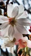 Prunus Subhirtella Autumnalis or Winter Flowering Cherry for sale online with UK delivery.