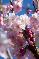 Prunus subhirtella Autumnalis Rosea cherry tree with pale pink flowers