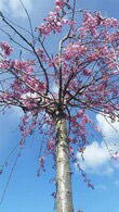 Prunus Subhirtella Pendula Rosea or Weeping Pink Cherry Tree - lovely pink blossom, buy online UK