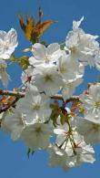 Prunus Tai Haku Great White Cherry Japanese Cherry Tree