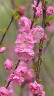 Prunus Triloba Rosenmund Cherry Almond