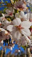 Prunus Umineko is a white flowering Japanese cherry tree, flowering profusely all along the branches this is a beautiful ornamental tree, for sale UK.