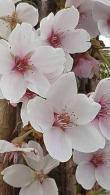 Prunus Yedoensis or Yoshino Cherry Tree for Sale Online UK delivery.
