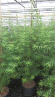 Pseudolarix Amabilis or Chinese Golden Larch is actually a decidous conifer, needs full sun and room to grow, a lovely specimen tree with interesting needle foliage. Buy online UK delivery.